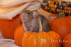 Halloween Rat