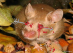 Zombie mouse