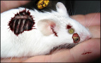 Zombie mouse
