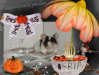Halloween mouse