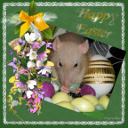 Easter Rat