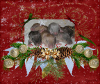 Christmas rat babies