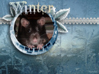 winter-rat