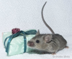 Gift
