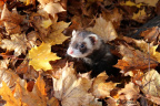 Ferret